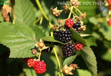 Trà Túi Lọc Lá Mâm Xôi Liệu Trình 14 Ngày: Xoa Dịu Chu Kỳ, Phục Hồi Cơ Thể Nữ Giới