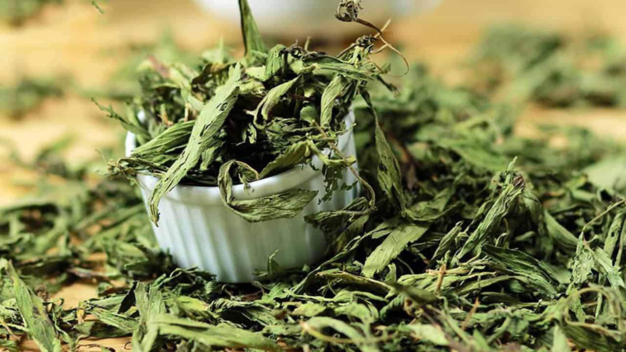 Người cao tuổi nên dùng cỏ ngọt thay đường mía – Lý do từ chuyên gia dinh dưỡng
