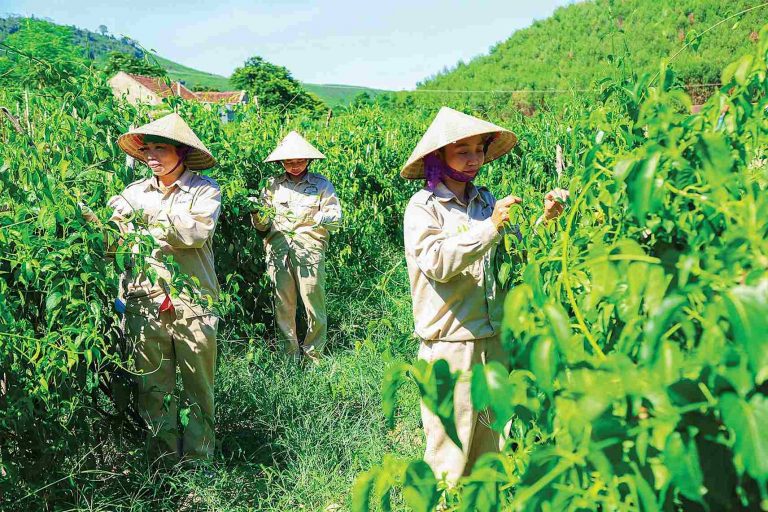 bà con thu hái dược liệu cho thảo dược Đức Thiện