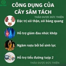 công dụng của cây sâm tách (cây nổ)