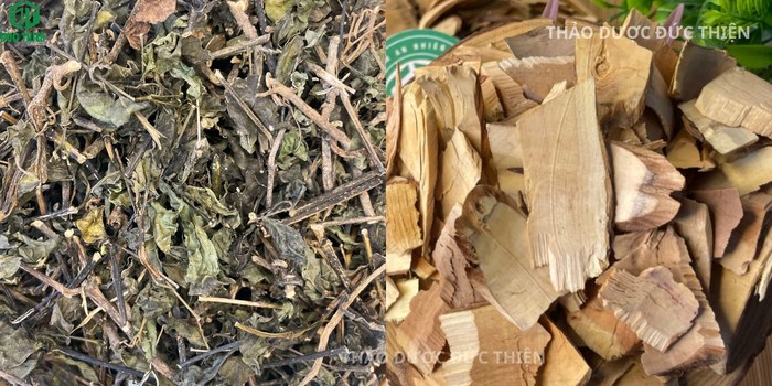 Phân biệt cây nổ (cây sâm tách) với cây nổ gai trị gai cột sống