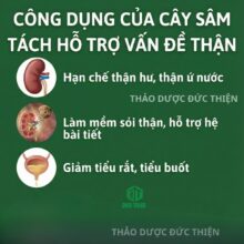 Công dụng của cây sâm tách hỗ trợ vấn đề thận hư, thân yếu