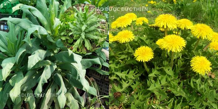 So sánh bồ công anh Việt Nam và bồ công anh Trung Quốc