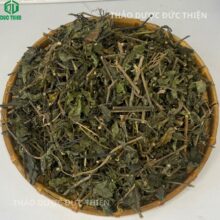 Cận cảnh thân cây sâm tách (cây nổ) có tác dụng hỗ trợ điều trị đau nhức xương khớp và bồi bổ sức khỏe.