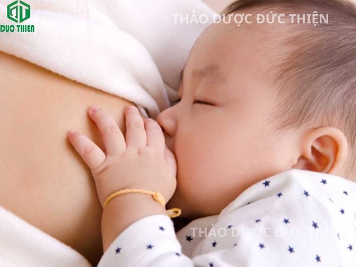 Trà bồ công anh lá khô hỗ trợ mẹ bỉm lợi sữa, ngừa tắc tia sữa và kháng viêm hiệu quả