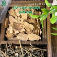 Thân cây nổ gai (cơm nguội) khô hỗ trợ bào mòn gai cột sống hiệu quả