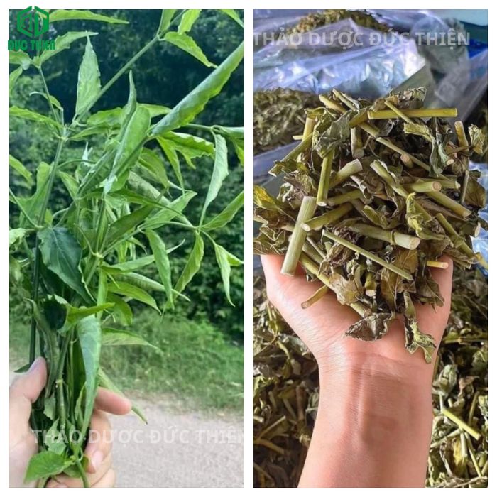 cách sử dụng cây bìm bịp