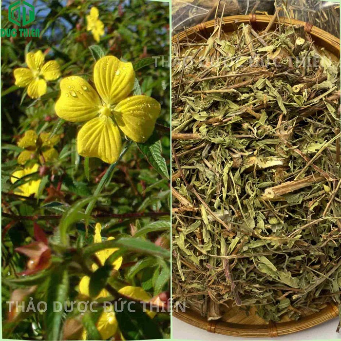 cách sử dụng trà rau mương túi lọc