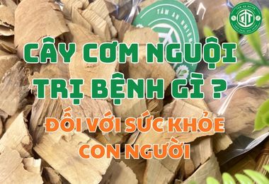 Cây Cơm Nguội Trị Bệnh Gì Đối Với Sức Khỏe Con Người?