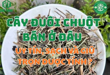 Cây Đuôi Chuột Bán Ở Đâu Uy Tín, Sạch Và Giữ Trọn Dược Tính?