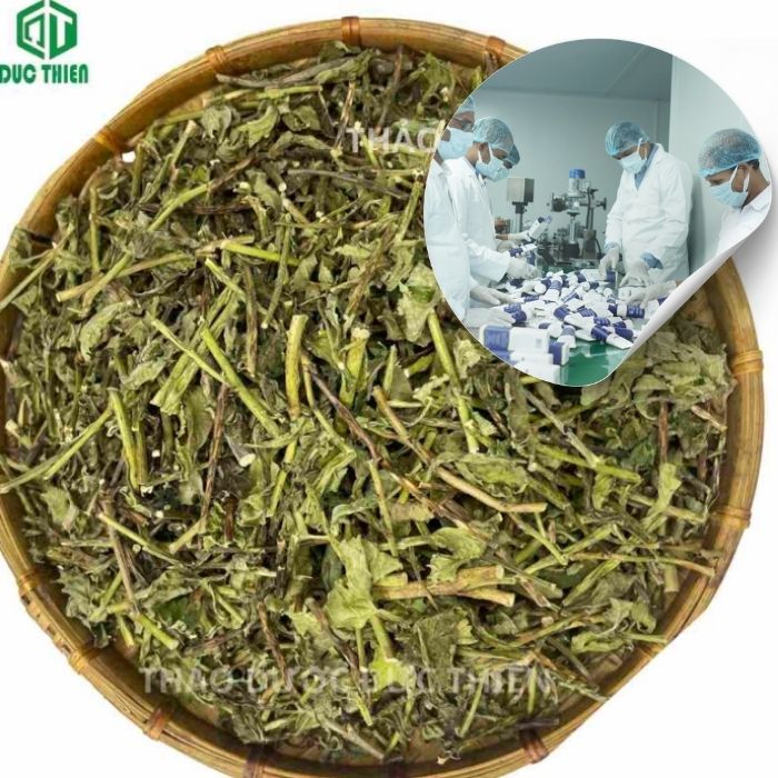 cây đuôi chuột bán ở đâu