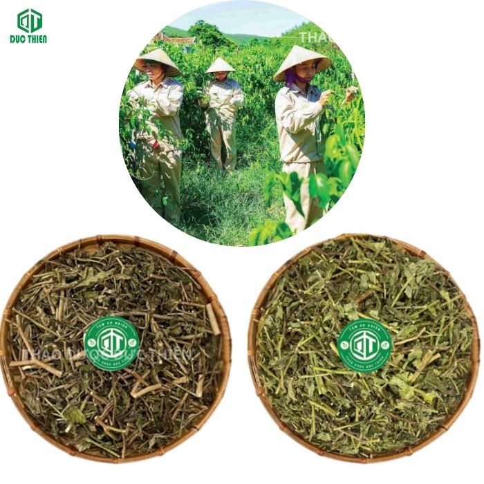 cây đuôi chuột bán ở đâu