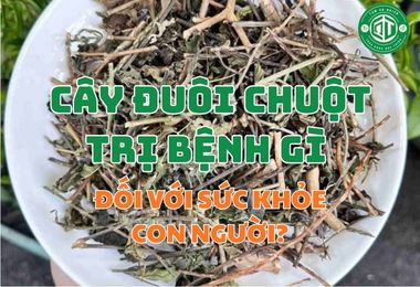 Cây Đuôi Chuột Trị Bệnh Gì Đối Với Sức Khỏe Con Người?
