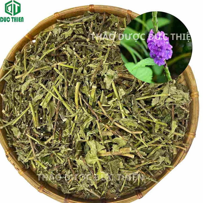 cây đuôi chuột trị bệnh gì