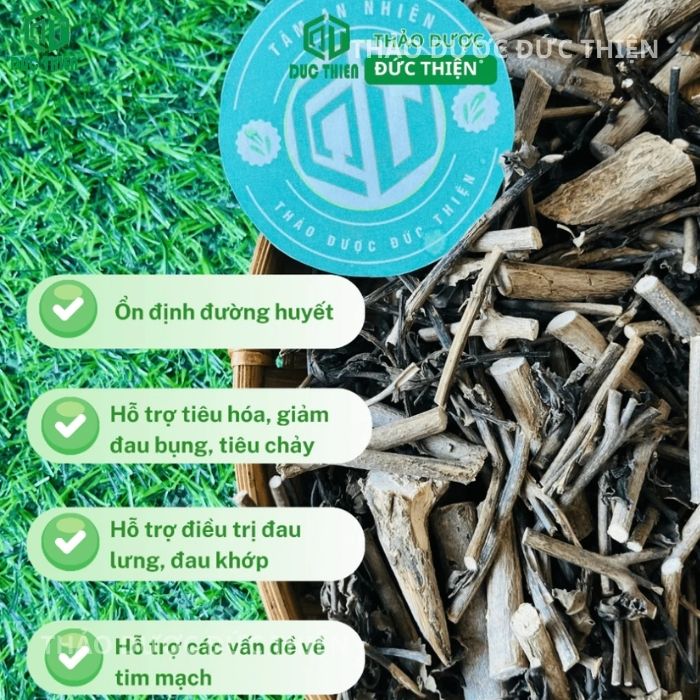 cây đuôi chuột trị bệnh gì