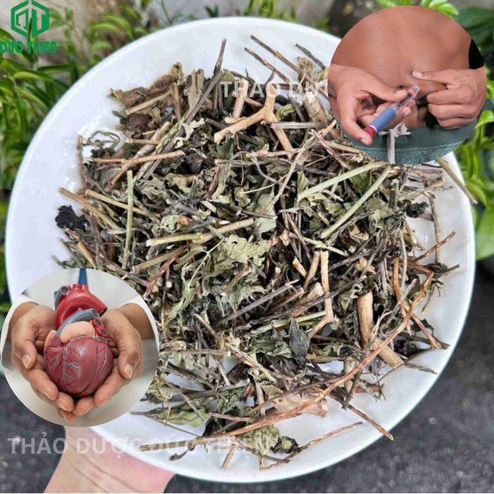 cây đuôi chuột trị bệnh gì