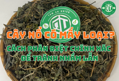 Cây Nổ Có Mấy Loại Và Cách Phân Biệt Chính Xác Để Tránh Nhầm Lẫn