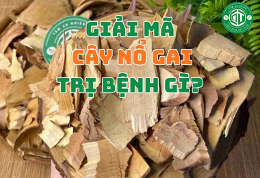 Cây Nổ Gai Trị Bệnh Gì? Thực Hư Tác Dụng Chữa Gai Cột Sống & Đau Nhức Xương Khớp