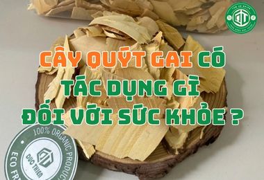 Hiểu Đúng Về Cây Quýt Gai Có Tác Dụng Gì Đối Với Sức Khỏe?