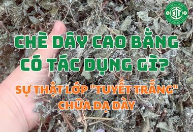 Chè Dây Cao Bằng Có Tác Dụng Gì? Sự Thật Lớp “Tuyết Trắng” Chữa Dạ Dày