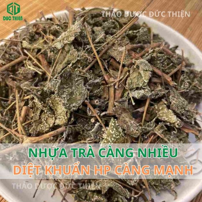 Chè dây Cao Bằng có tác dụng gì