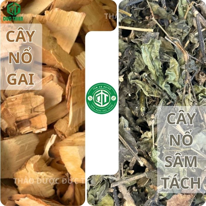 công dụng của cây nổ gai