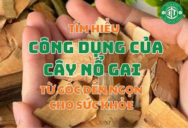 Tìm Hiểu Công Dụng Của Cây Nổ Gai Từ Gốc Đến Ngọn Cho Sức Khỏe