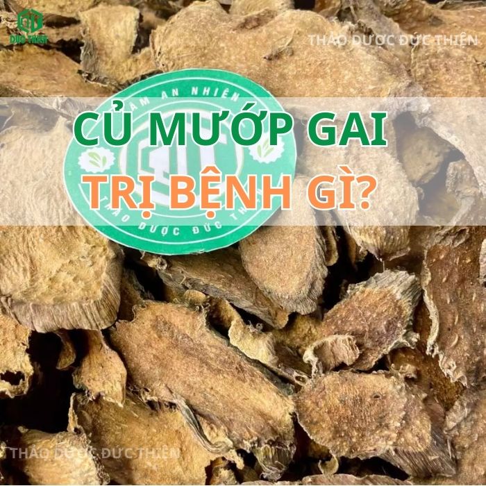 củ mướp gai trị bệnh gì