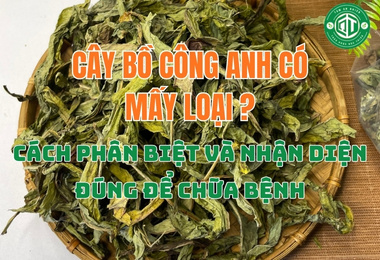 Bồ Công Anh Có Mấy Loại? Cách Phân Biệt Giống Việt Nam & Trung Quốc Để Trị Bệnh Hiệu Quả