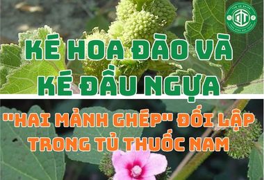 Ké Hoa Đào Và Ké Đầu Ngựa: “Hai Mảnh Ghép” Đối Lập Trong Thuốc Nam