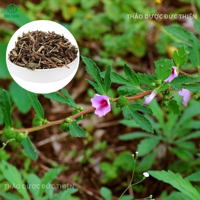 ké hoa đào và ké đầu ngựa