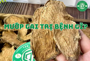 Mướp Gai Trị Bệnh Gì? Từ Vị Rau Dân Dã Đến Bài Thuốc Trị Gan, Xương Khớp