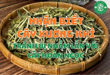 Cách Nhận Biết Cây Xương Khỉ Chuẩn Xác Để Tránh Bị Nhầm Lẫn