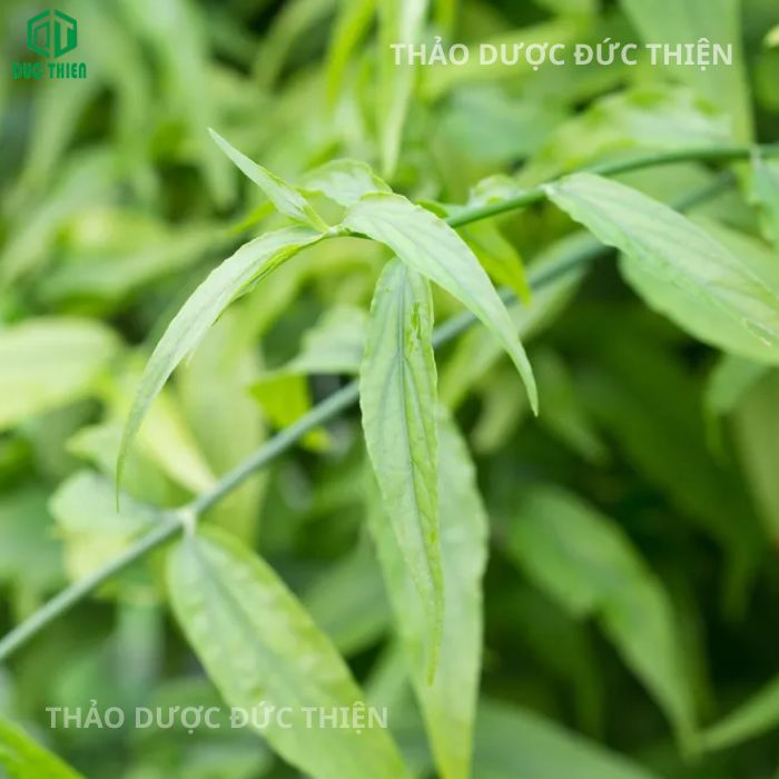 nhận biết cây xương khỉ