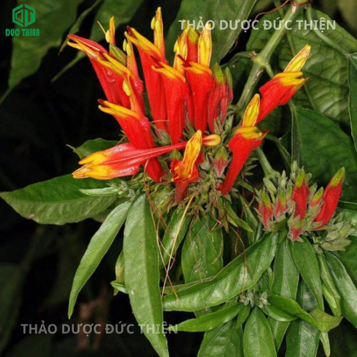 nhận biết cây xương khỉ