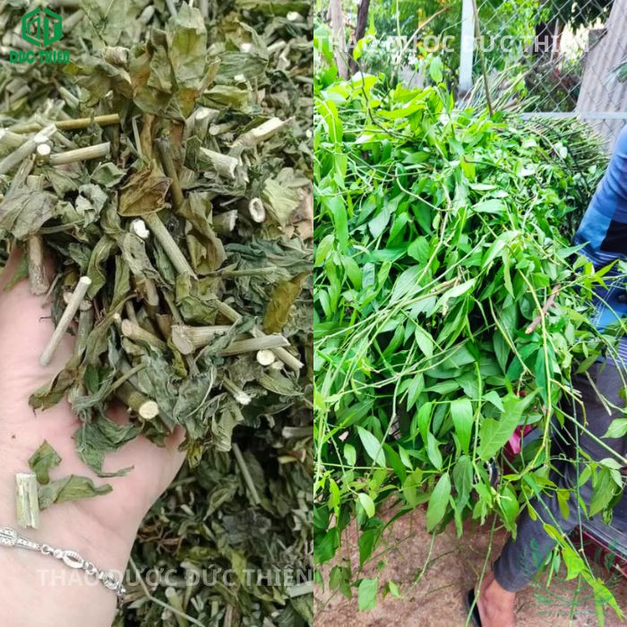 nhận biết cây xương khỉ