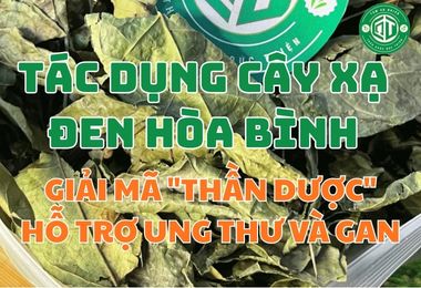 Tác Dụng Cây Xạ Đen Hòa Bình: “Thần Dược” Hỗ Trợ Ung Thư Và Gan