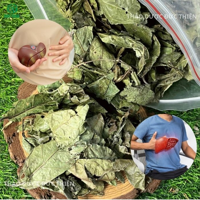 tác dụng cây xạ đen Hòa Bình