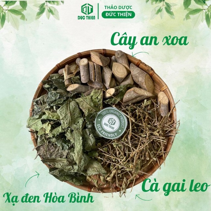 tác dụng cây xạ đen Hòa Bình