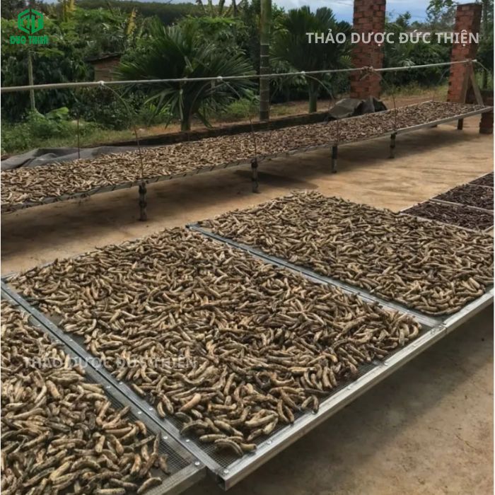 tác dụng của chuối hột ngâm rượu