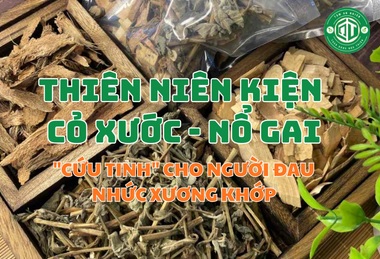 Thiên Niên Kiện Cỏ Xước Nổ Gai: “Cứu Tinh” Cho Người Đau Nhức Xương Khớp