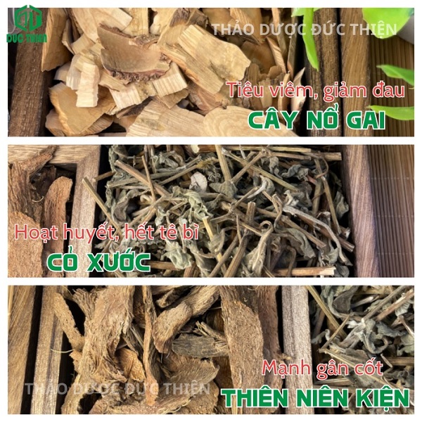 thiên niên kiện cỏ xước nổ gai