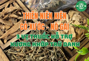 Thiên Niên Kiện, Cỏ Xước, Nổ Gai – 3 Vị Thuốc Hỗ Trợ Xương Khớp Trứ Danh