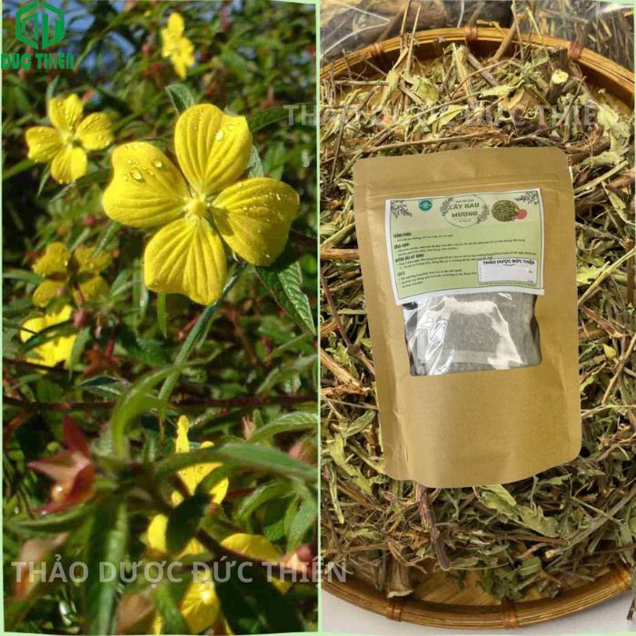 uống trà rau mương túi lọc