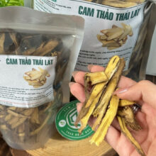 Kiểm tra kích thước và chất lượng lát cam thảo khô thực tế trên tay