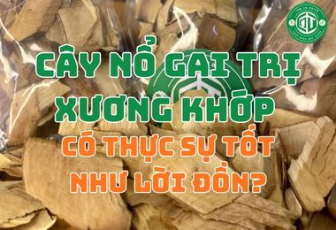 Cây Nổ Gai Trị Xương Khớp Có Thực Sự Tốt Như Lời Đồn?