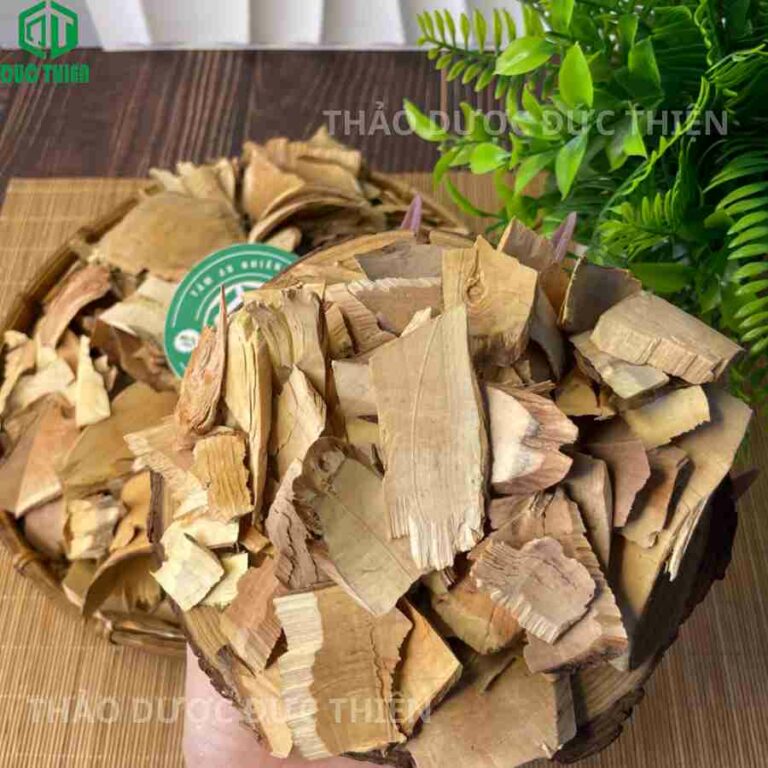 cây nổ gai trị xương khớp