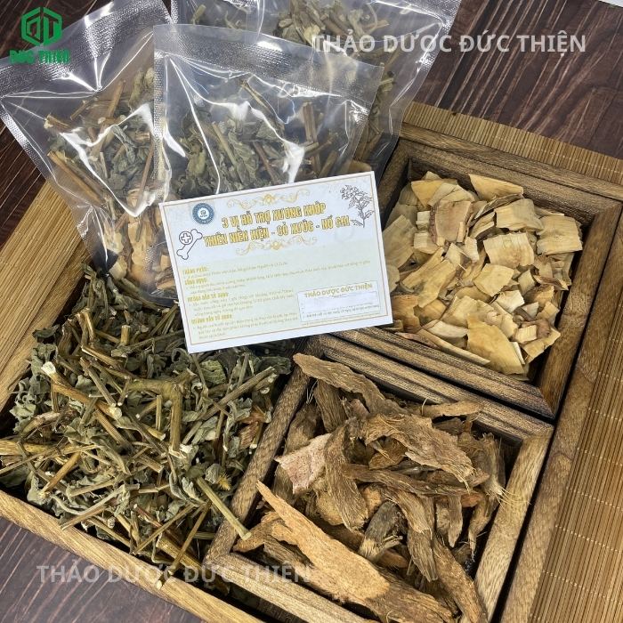 cây nổ gai trị xương khớp