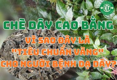 Chè Dây Cao Bằng: Vì Sao Đây Là “Tiêu Chuẩn Vàng” Cho Người Bệnh Dạ Dày?