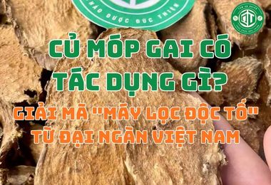 Củ Móp Gai Có Tác Dụng Gì Đối Với Cơ Chế Tự Phục Hồi Của Cơ Thể?